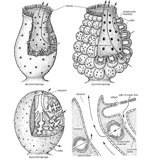 Untitled Document [bioclass.cos.ncsu.edu]